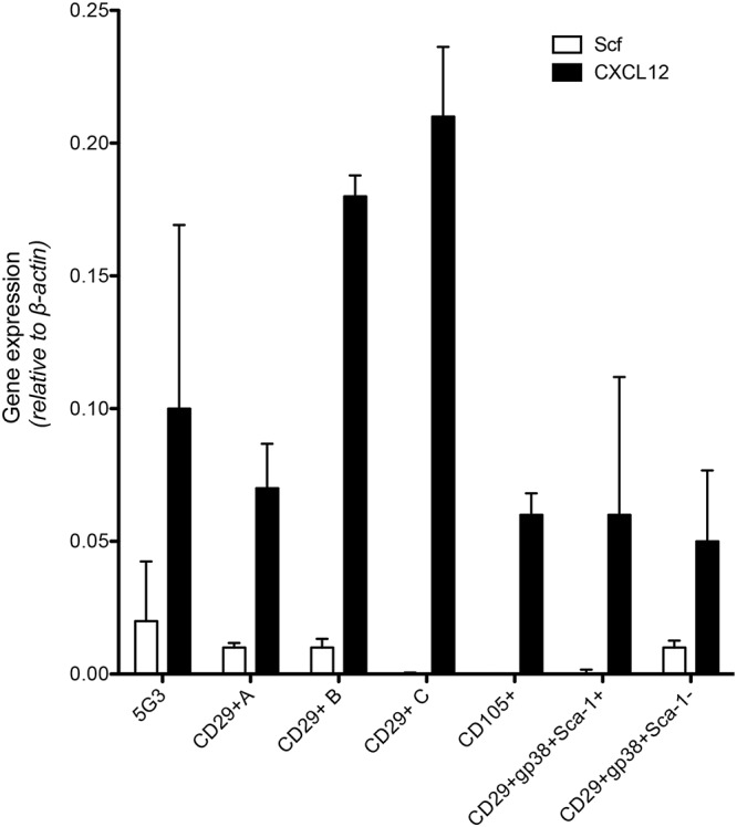 Identification of Stromal Cells in Spleen Which Support Myelopoiesis - PMC