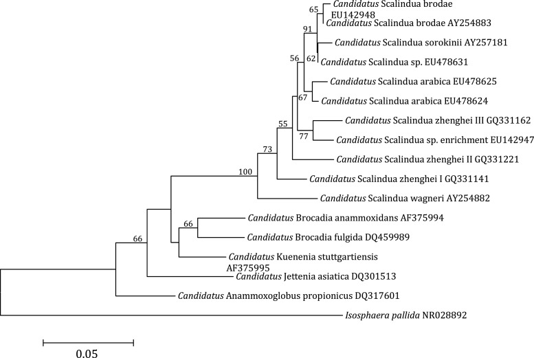 Fig. 1