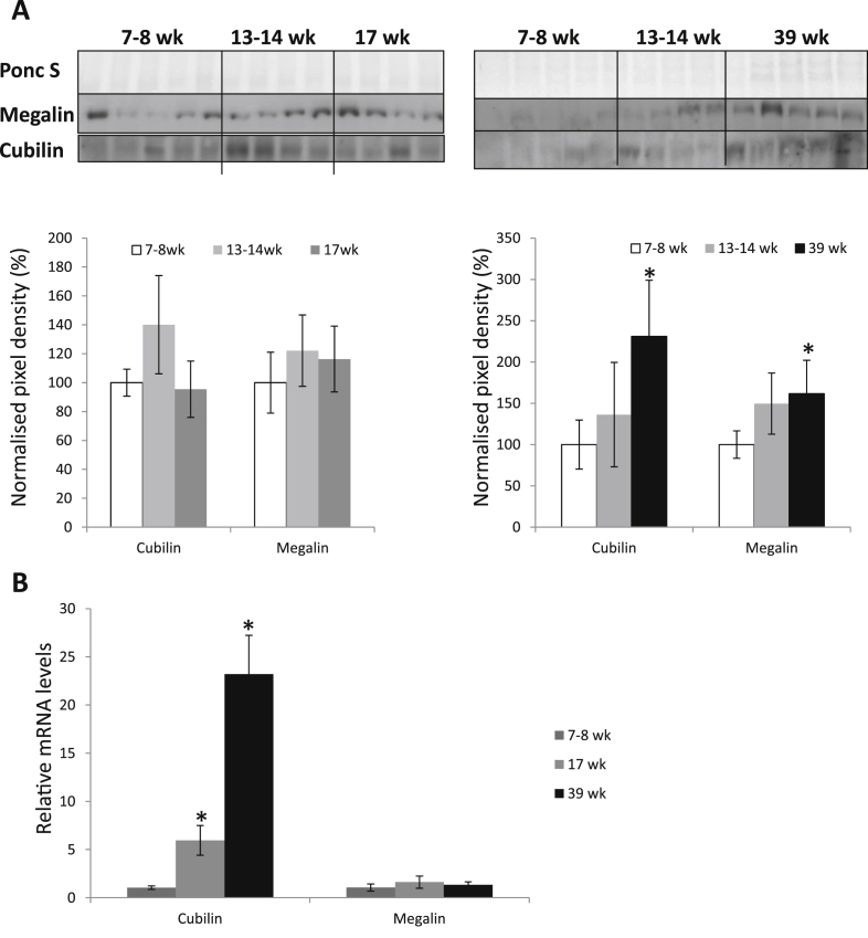 Fig. 2