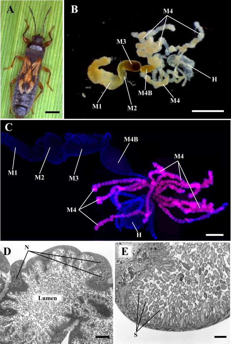 FIG 1