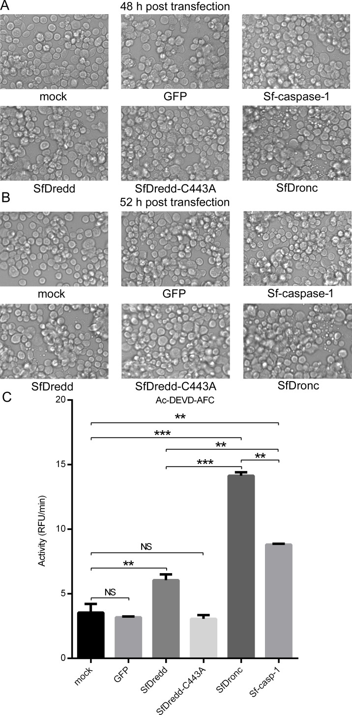 Fig 10