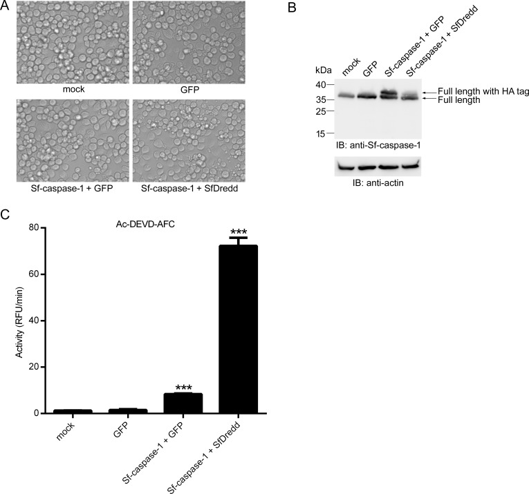 Fig 7