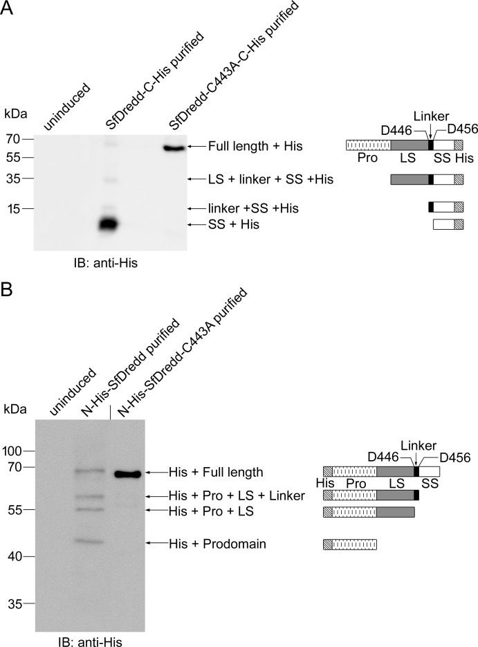 Fig 3