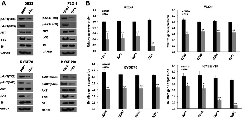 Figure 3. Itraconazole inhibits AKT activity in both EAC and ESCC cell lines. A, Western blot analysis of p-AKT (Thr308 and Ser473), AKT, p-S6, and S6 expression in OE33, FLO-1, KYSE70, and KYSE510 cells treated with 2.5 μmol/L itraconazole or DMSO for 48 hours. GAPDH is used as a loading control. B, RT–qPCR analysis of CDK1, CDK2, CDK4, and E2F1 genes in OE33, FLO-1, KYSE70, and KYSE510 cells treated with 2.5 μmol/L itraconazole or DMSO for 48 hours. Values represent the mean fold change ± SEM for three experiments relative to GAPDH. Black bars, DMSO; gray bars, itraconazole. *, P < 0.05; **, P < 0.01 vs. DMSO control by Student t test.