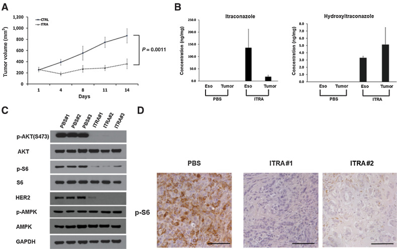 Figure 5. Itraconazole inhibits OE33-derived tumor xenograft growth. A, NOD-SCID mice were injected subcutaneously with 5 × 106 OE33 cells. When tumors formed, mice were randomly divided into 2 groups (control and itraconazole, n = 8). The mice were treated with placebo or itraconazole (80 mg/kg) by oral gavage twice daily for two consecutive weeks. B, Concentrations of itraconazole and its primary metabolite hydroxyitraconazole in esophagi and tumor xenografts from mice treated with placebo or itraconazole. C, Western blot analysis of p-AKT, AKT, p-S6, S6, HER2, p-AMPK, and AMPK expression in OE33-derived xenografts treated with PBS or itraconazole for two weeks. GAPDH is used as a loading control. D, Representative IHC staining of p-S6 from xenograft sections treated with placebo or itraconazole. Scale bar, 100 μm.