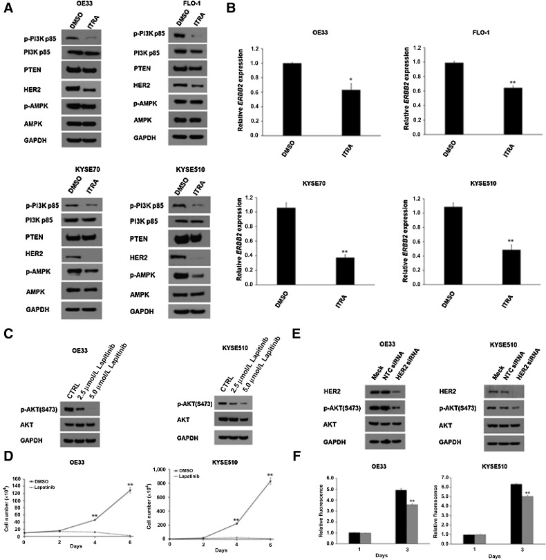 Figure 4. Itraconazole inhibits HER2/PI3K signaling in esophageal cancer. A, Western blot analysis of p-PI3K, PI3K, PTEN, HER2, p-AMPK, and AMPK expression in itraconazole or DMSO-treated OE33, FLO-1, KYSE70 and KYSE510 cells. GAPDH is used as a loading control. B, RT–qPCR analysis of ERBB2 mRNA levels in OE33, FLO-1, KYSE70 and KYSE510 cells treated with 2.5 μmol/L itraconazole or DMSO for 48 hours. Values represent the mean fold change ± SEM for three experiments relative to GAPDH. *, P < 0.05 and **, P < 0.01 versus control group by Student t test. C, Western blot analysis of p-AKT and AKT expression in OE33 and KYSE510 cells treated with DMSO, 2.5 μmol/L or 5 μmol/L lapitinib for 48 hours. GAPDH is used as a loading control. D, Cell proliferation assay for OE33 and KYSE510 cells treated with 2.5 μmol/L lapatinib. Cell numbers were counted at the indicated timepoints. The data are presented as the means ± SEM of three independent experiments. E, Western blot analysis of HER2, p-AKT, and AKT expression in OE33 and KYSE510 cells transfected with HER2-specific or NTC siRNAs for three days. GAPDH is used as a loading control. F, AlamarBlue-based cell proliferation assay for OE33 and KYSE510 cells treated with HER2-specific or NTC siRNAs for three days. Values represent the mean ± SEM for 8 wells. **, P < 0.01 versus control group by Student t test.