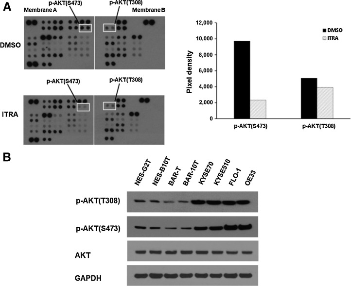 Figure 2. Itraconazole suppresses AKT phosphorylation in esophageal cancer cells. A, Phospho-kinase analysis of OE33 cells treated with 2.5 μmol/L itraconazole or DMSO for 48 hours. The pixel density of marked phosphorylated AKT (left) relative to internal control is shown graphically (right). B, Upregulation of AKT activity in esophageal cancer. Western blot analysis of phosphorylated and total AKT expression in immortalized human esophageal squamous (NES-G2T, NES-B10T), Barrett's esophagus (BAR-T and BAR-10T), ESCC (KYSE70 and KYSE510), and EAC (FLO-1 and OE33) cell lines. GAPDH is used as a loading control.