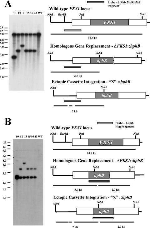 FIG. 4.