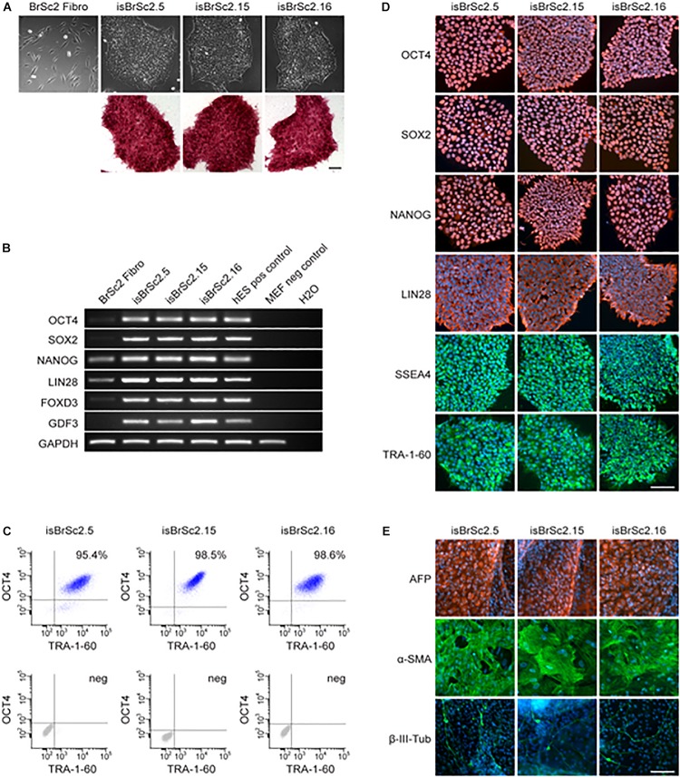 FIGURE 2