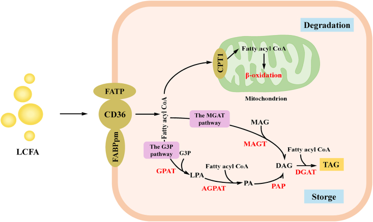 Fig. 4