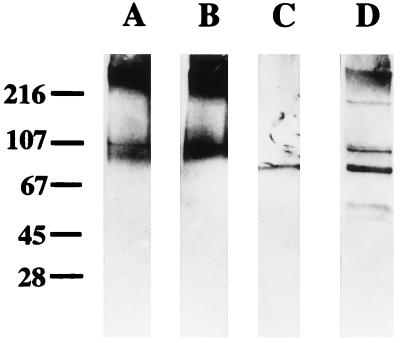 FIG. 5