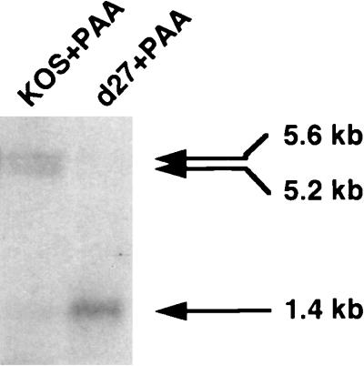 FIG. 5