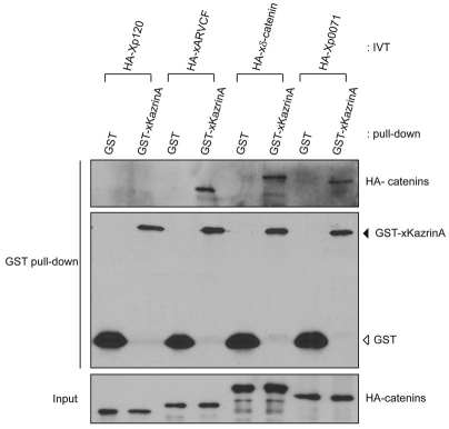 Fig. 10.