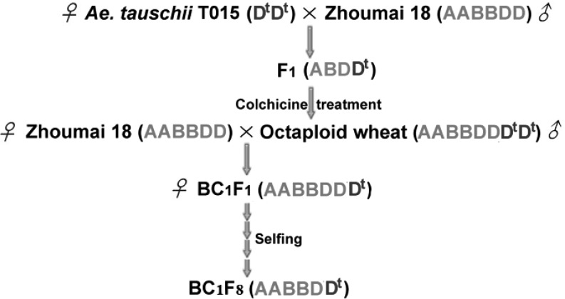 FIGURE 1