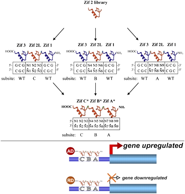 Figure 3.