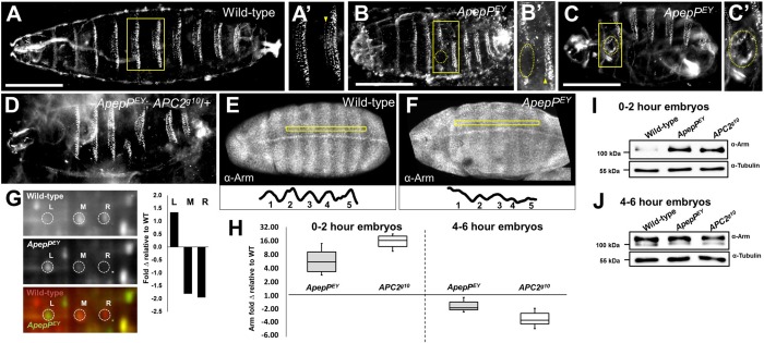 Fig. 7.