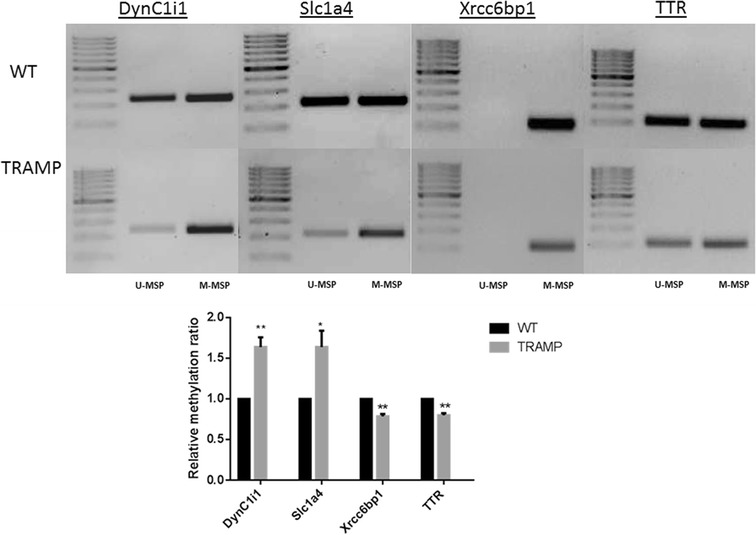 Fig. 4