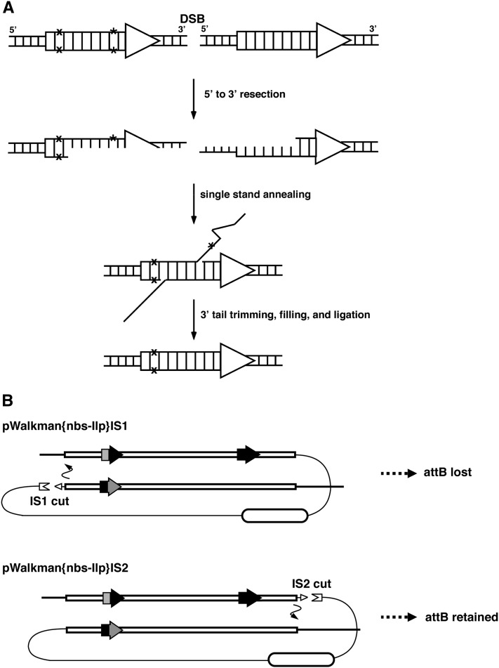 Figure 4 