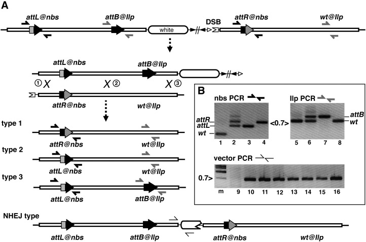 Figure 2 