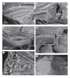 Figure 31