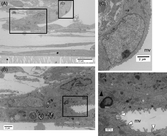 Fig. 8