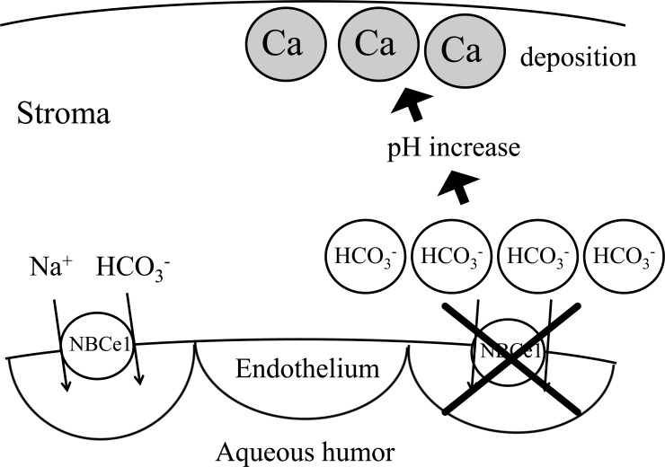 Fig. (3)