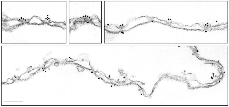 FIG. 7.