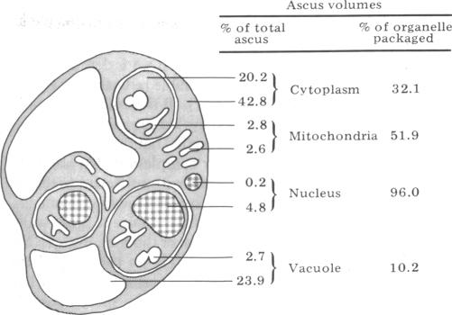 graphic file with name pnas00496-0366-b.jpg