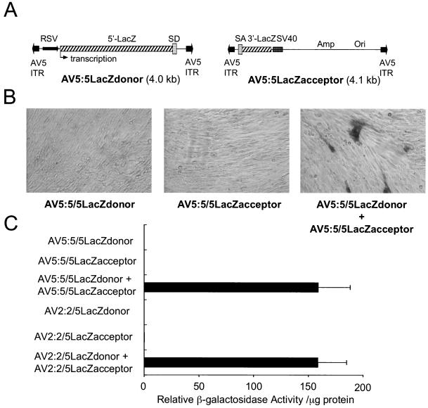 FIG. 2.