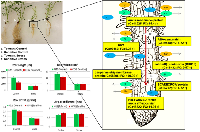 Figure 13