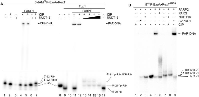 Figure 7.