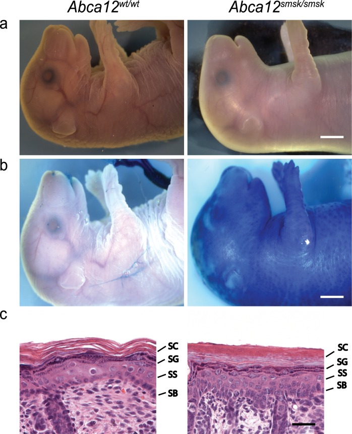 Fig 1