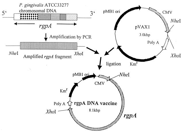 FIG. 1