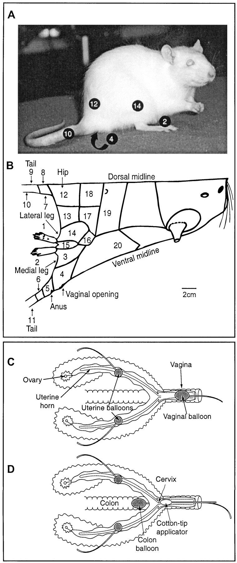 Fig. 1.