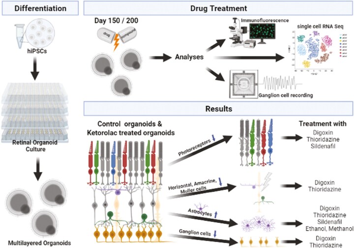 Graphical Abstract