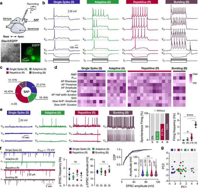 Decoding the molecular, cellular, and functional heterogeneity of ...