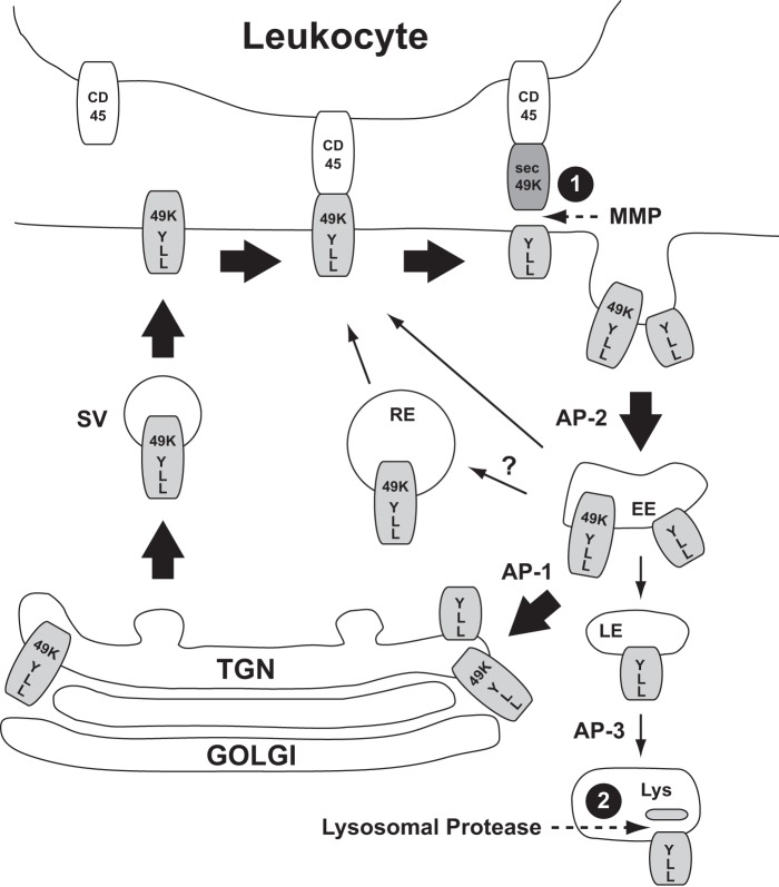 FIGURE 10.