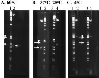 FIG. 5