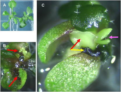 Figure 6.