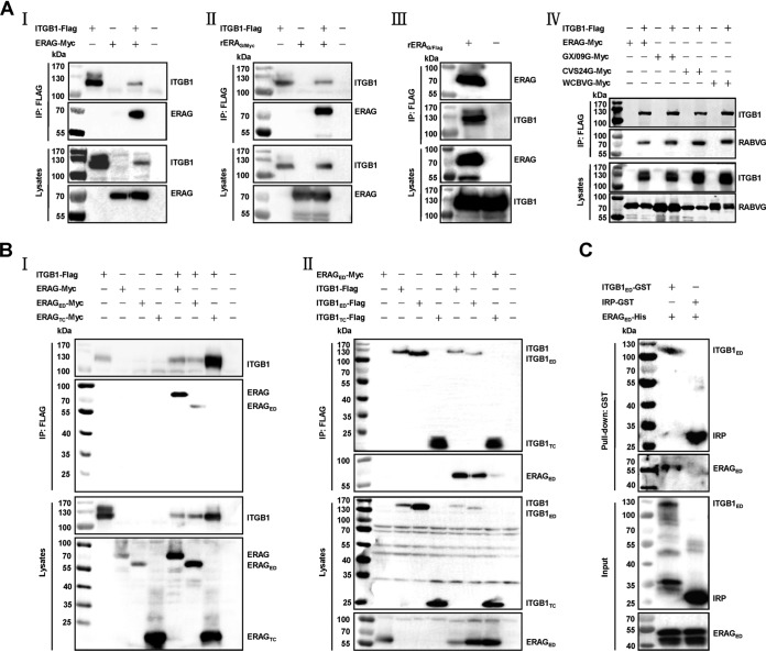 FIG 2