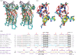 Structural comparison of P. gingivalis CTDs.