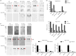 Cell-fraction analysis and proteolytic activity of RgpB and PorU mutant strains.