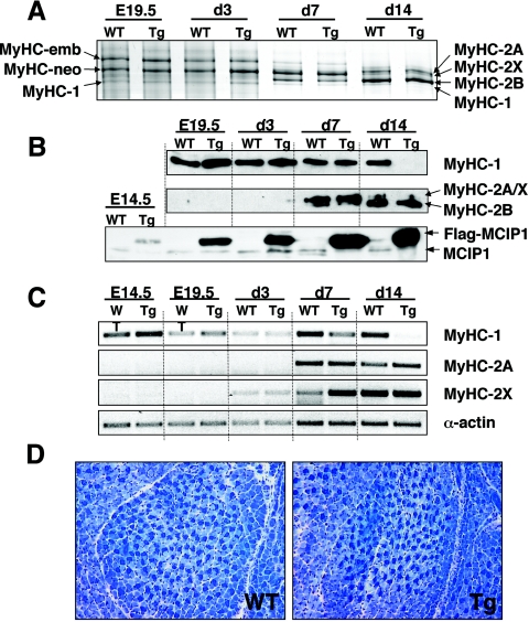 FIG. 7.