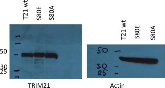 Figure 8—figure supplement 1.