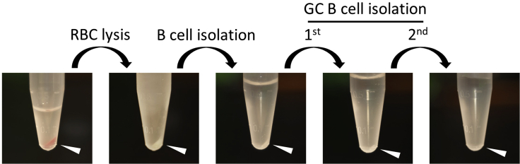 Figure 4