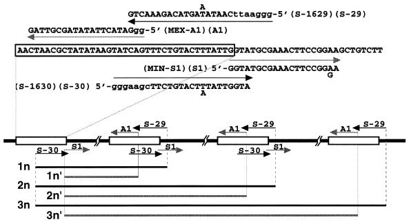 FIG. 1