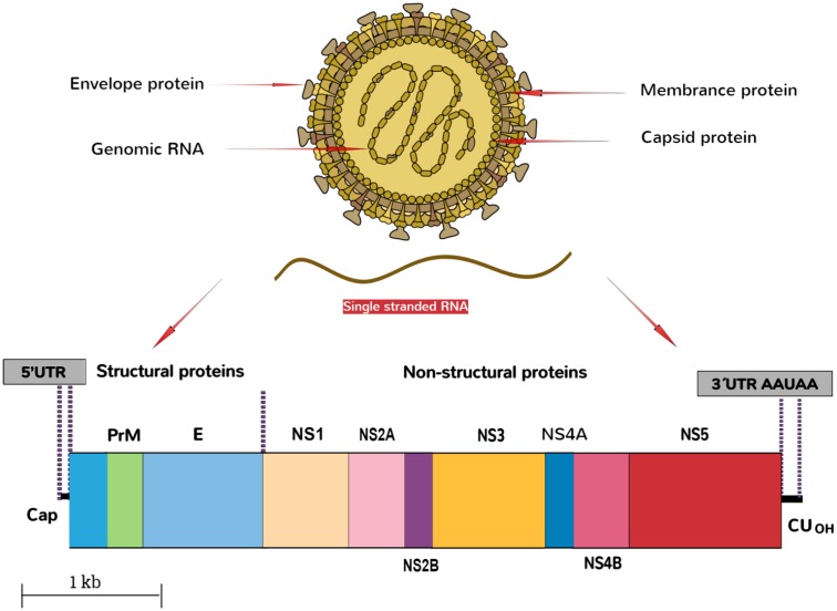 FIGURE 2