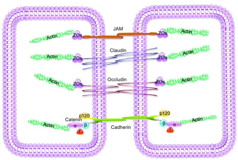 The role of ubiquitination and deubiquitination in the regulation of ...