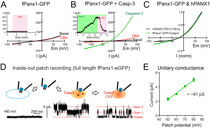 Figure 1—figure supplement 2.