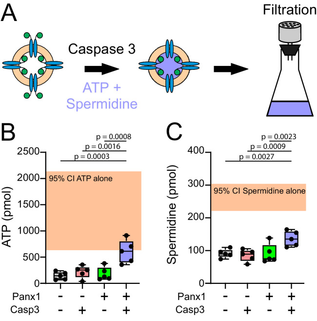 Figure 4—figure supplement 2.